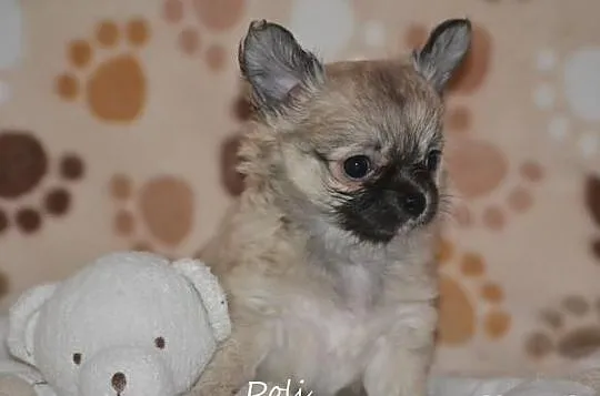 Chihuahua z rodowodem FCI