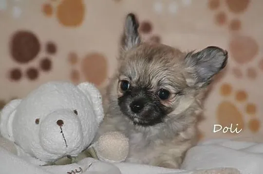 Chihuahua z rodowodem FCI