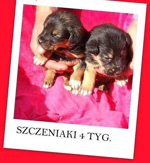 4 tyg.szczeniaki,w schronisku bez mamy,dla doświad