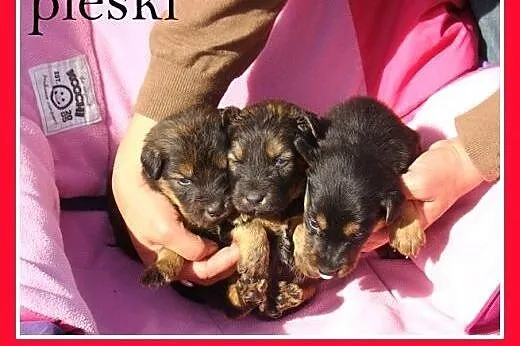 4 tyg.szczeniaki,w schronisku bez mamy,dla doświad
