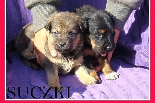 4 tyg.szczeniaki,w schronisku bez mamy,dla doświad