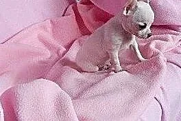Wyjątkowy miniaturowy piesek chihuahua,  dolnośląs
