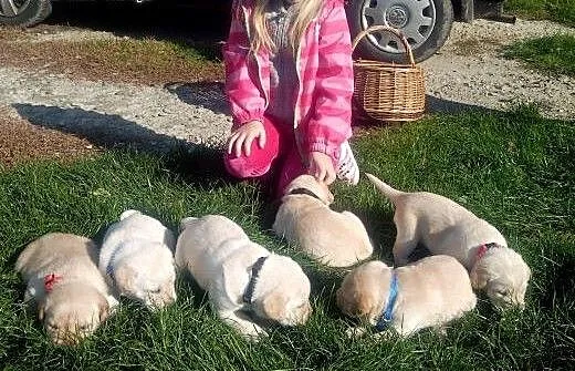 Labrador retriever, podkarpackie Jasło