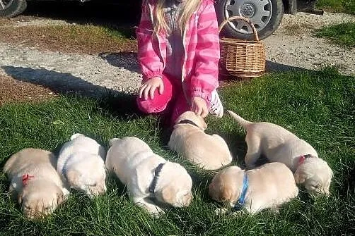 Labrador retriever,  podkarpackie Jasło