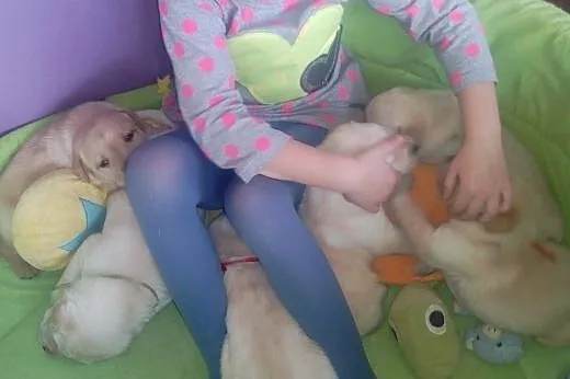 Labrador retriever,  podkarpackie Jasło