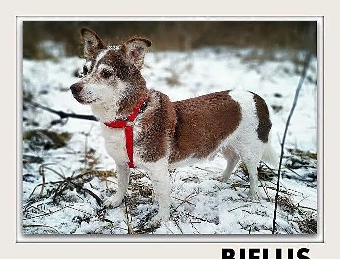 BIELUŚ,8kg,mały,grzeczny,łagodny,tulaśny,szczepiony piesek.ADOPCJA, Łódzkie, Łódź