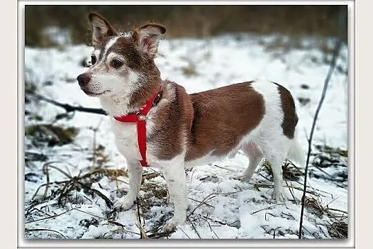 BIELUŚ,8kg,mały,grzeczny,łagodny,tulaśny,szczepiony piesek.ADOPCJA, Łódzkie, Łódź