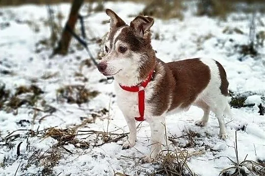 BIELUŚ,8kg,mały,grzeczny,łagodny,tulaśny,szczepiony piesek.ADOPCJA, Łódzkie, Łódź