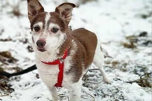 BIELUŚ,8kg,mały,grzeczny,łagodny,tulaśny,szczepiony piesek.ADOPCJA, Łódzkie, Łódź