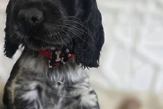 Cocker spaniel angielski pieski trzy ostatnie.