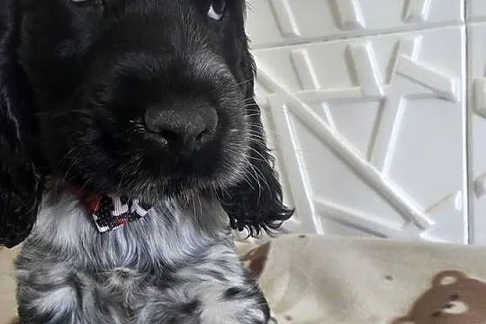 Cocker spaniel angielski pieski trzy ostatnie., Wielkopolskie, Żelazków