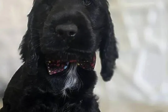 Cocker spaniel angielski pieski trzy ostatnie., Wielkopolskie, Żelazków