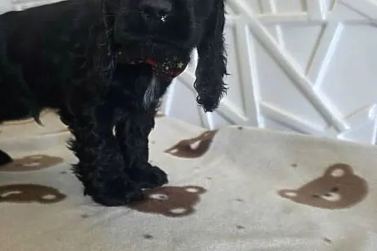 Cocker spaniel angielski pieski trzy ostatnie., Wielkopolskie, Żelazków