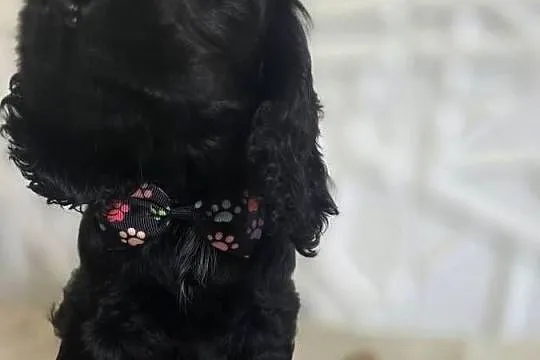 Cocker spaniel angielski pieski trzy ostatnie., Wielkopolskie, Żelazków