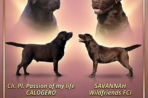 Labrador Retriever- czekoladowe szczenięta
