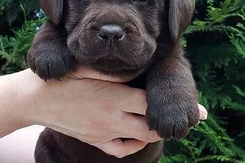 Labrador Retriever- czekoladowe szczenięta, Dolnośląskie, Szczawin