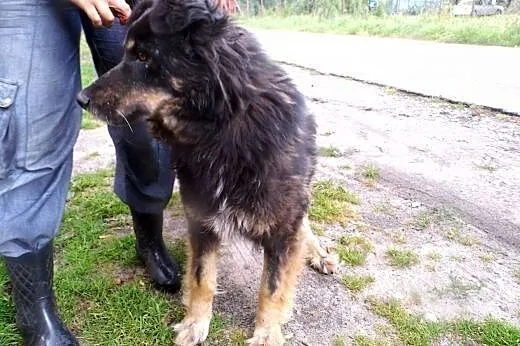 Diuna spokojna sunia liczy na człowieka,  mazowiec