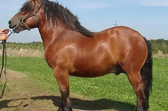 Sprzedam ogiera Gambol