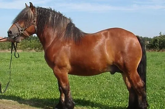 Sprzedam ogiera Gambol