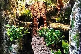 Terrarium dla gekona 40x40x60