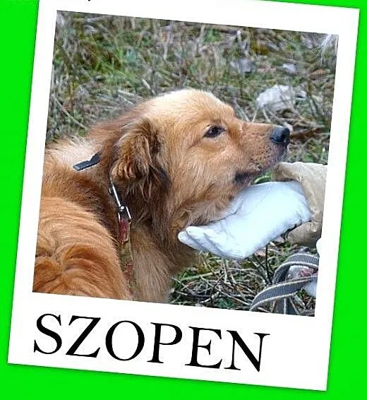 Szpic mix,młody 2 letni,średni 10 kg,spokojny,łago