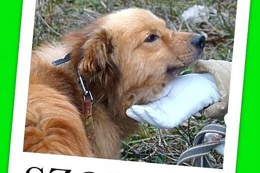 Szpic mix,młody 2 letni,średni 10 kg,spokojny,łago