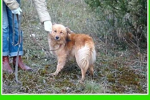 Szpic mix,młody 2 letni,średni 10 kg,spokojny,łago