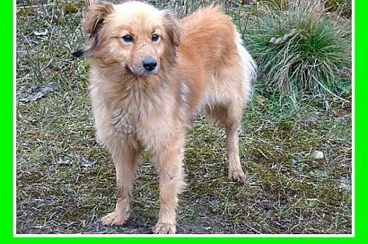 Szpic mix,młody 2 letni,średni 10 kg,spokojny,łago