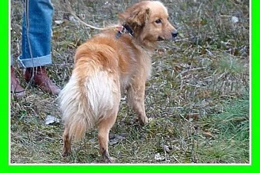 Szpic mix,młody 2 letni,średni 10 kg,spokojny,łago