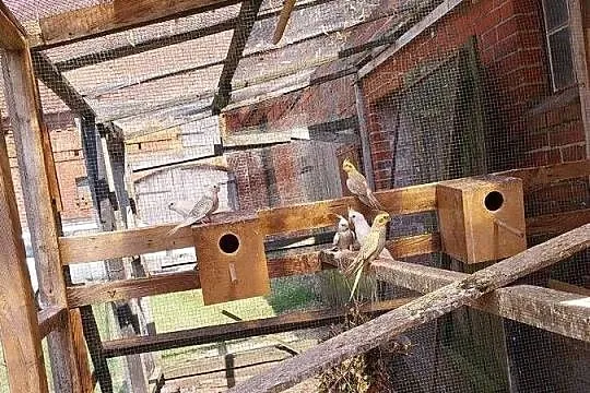 Sprzedam papugi nimfy, Zachodniopomorskie, Żeńsko