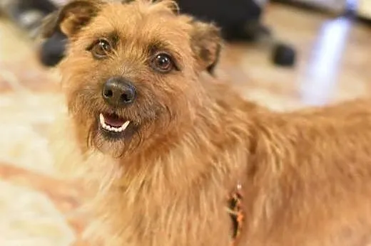 Szorstkowłosy MIKRUS poleca się do adopcji,  mazow