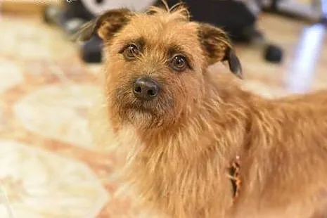 Szorstkowłosy MIKRUS poleca się do adopcji,  mazow