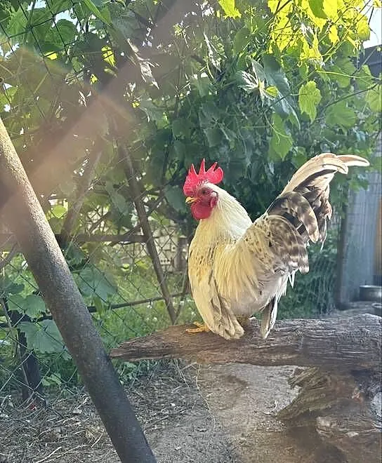 Kurki koguty Chabo liliputki, Kujawsko-pomorskie, Zbytkowo