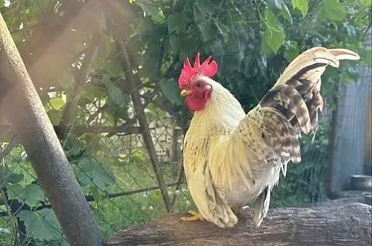Kurki koguty Chabo liliputki, Kujawsko-pomorskie, Zbytkowo