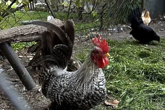 Kurki koguty Chabo liliputki, Kujawsko-pomorskie, Zbytkowo