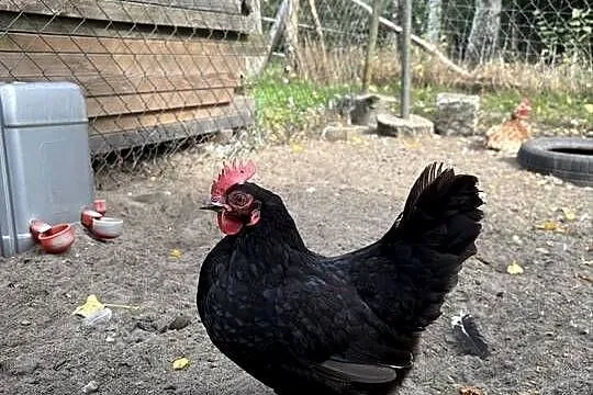 Kurki koguty Chabo liliputki, Kujawsko-pomorskie, Zbytkowo