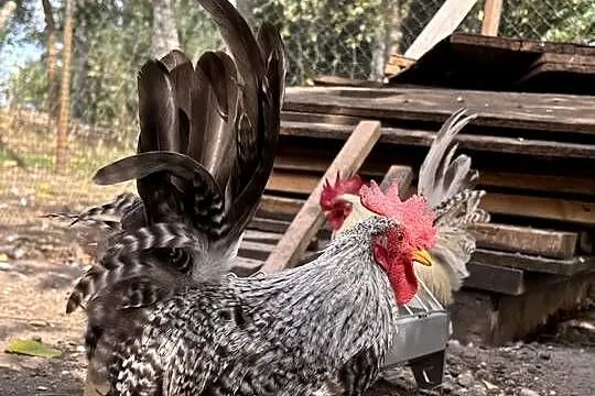 Kurki koguty Chabo liliputki, Kujawsko-pomorskie, Zbytkowo