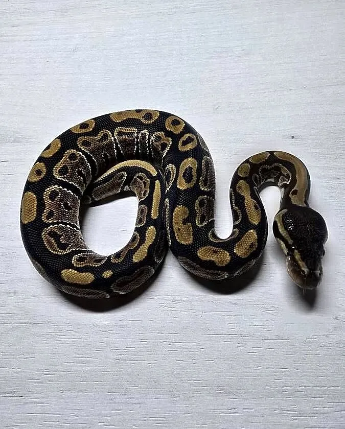 Wąż pyton królewski, python regius samica, Dolnośląskie, Wrocław