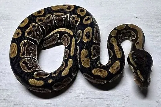Wąż pyton królewski, python regius samica, Dolnośląskie, Wrocław