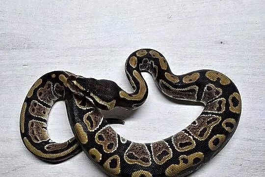 Wąż pyton królewski, python regius samica, Dolnośląskie, Wrocław