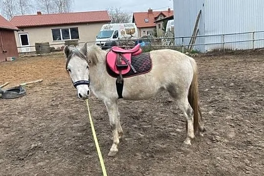 Klacz kuc pixie, , Żnin