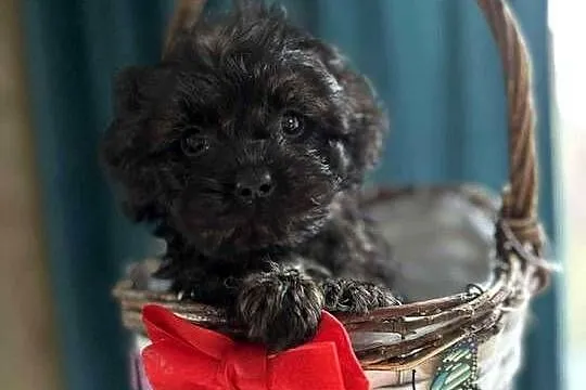 Suczka Maltipoo szuka domu