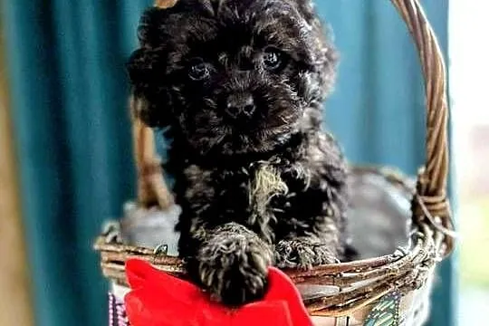 Suczka Maltipoo szuka domu, Warmińsko-mazurskie, Ełk