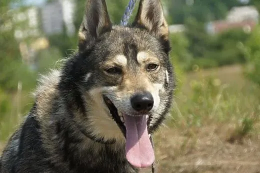 Seth :) pies, adopcja, lubuskie Gorzów Wielkopolski