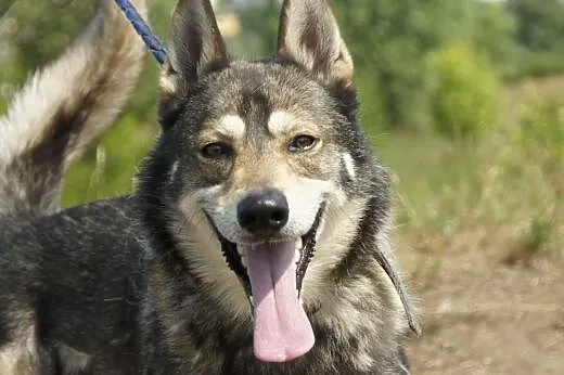 Seth :) pies, adopcja,  lubuskie Gorzów Wielkopols