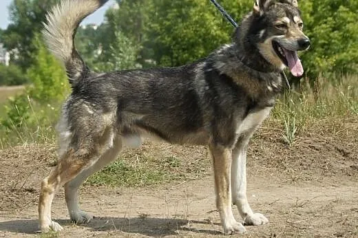 Seth :) pies, adopcja,  lubuskie Gorzów Wielkopols