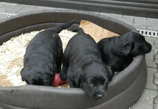 Szczenięta Labrador