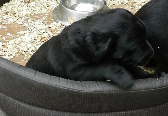 Szczenięta Labrador