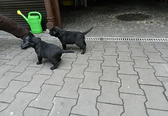 Szczenięta Labrador