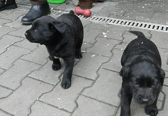 Szczenięta Labrador